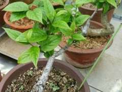 腊梅下山桩怎么生长期管理的方法 图片