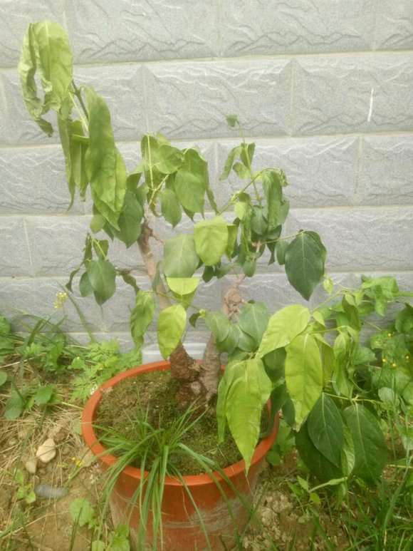 腊梅下山桩打顶了 要不要摘芽 图片