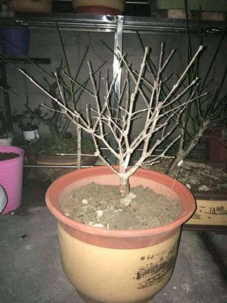 为什么腊梅下山桩没花苞 怎么办 图片