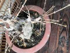 为什么腊梅下山桩没花苞 怎么办 图片