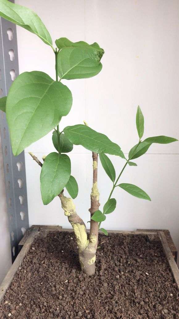 腊梅下山桩上盆后 叶子全部掉光 怎么办