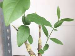 腊梅下山桩上盆后 叶子全部掉光 怎么办