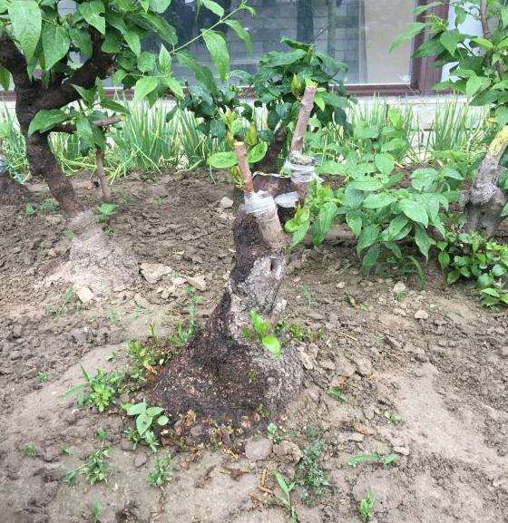 腊梅下山桩掉花苞是什么原因 为什么