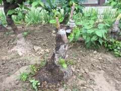 腊梅下山桩掉花苞是什么原因 为什么