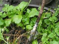 腊梅下山桩树什么时间修剪最好 图片