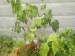 新上盆的腊梅下山桩多长时间 能成活