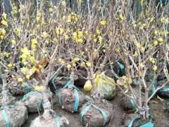 腊梅下山桩地栽的话 几年能长成树 图片