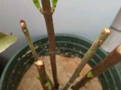 东北白山能养腊梅下山桩吗 图片