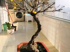 腊梅下山桩树洞怎么处理的方法 图片