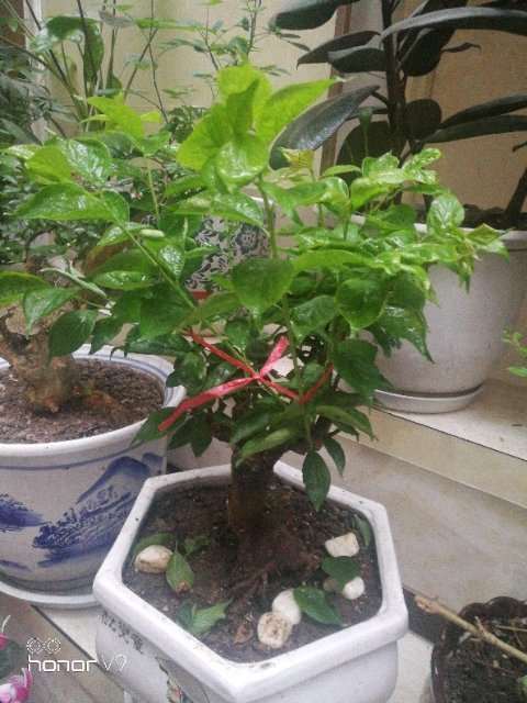 腊梅下山桩的新叶每天都掉 怎么办 图片