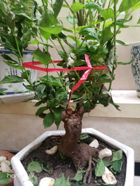 腊梅下山桩的新叶每天都掉 怎么办 图片