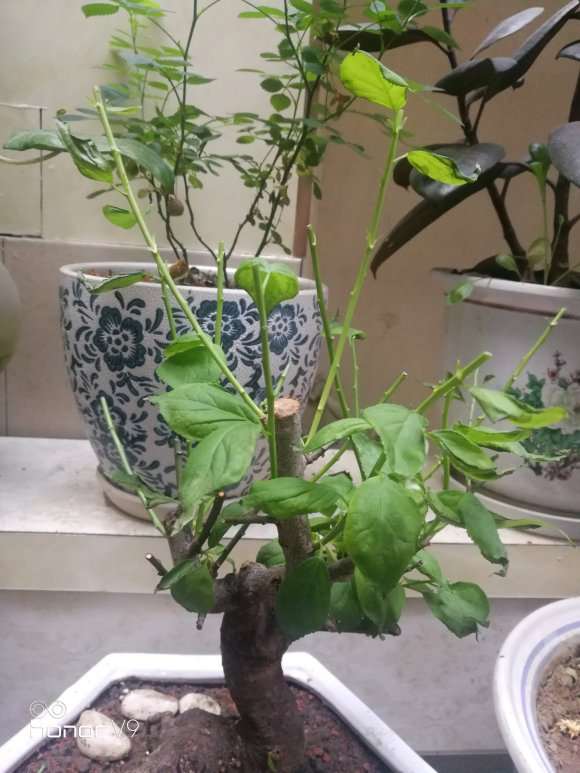 腊梅下山桩的新叶每天都掉 怎么办 图片