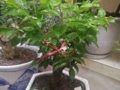 腊梅下山桩的新叶每天都掉 怎么办 图片