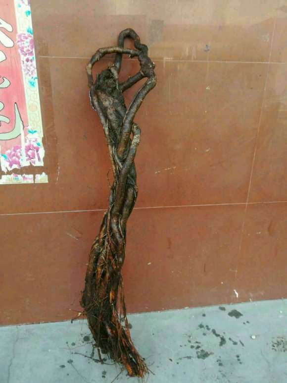 这个腊梅下山桩 能发芽吗 怎么办 图片