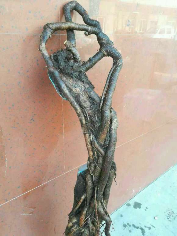 这个腊梅下山桩 能发芽吗 怎么办 图片