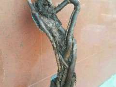 这个腊梅下山桩 能发芽吗 怎么办 图片