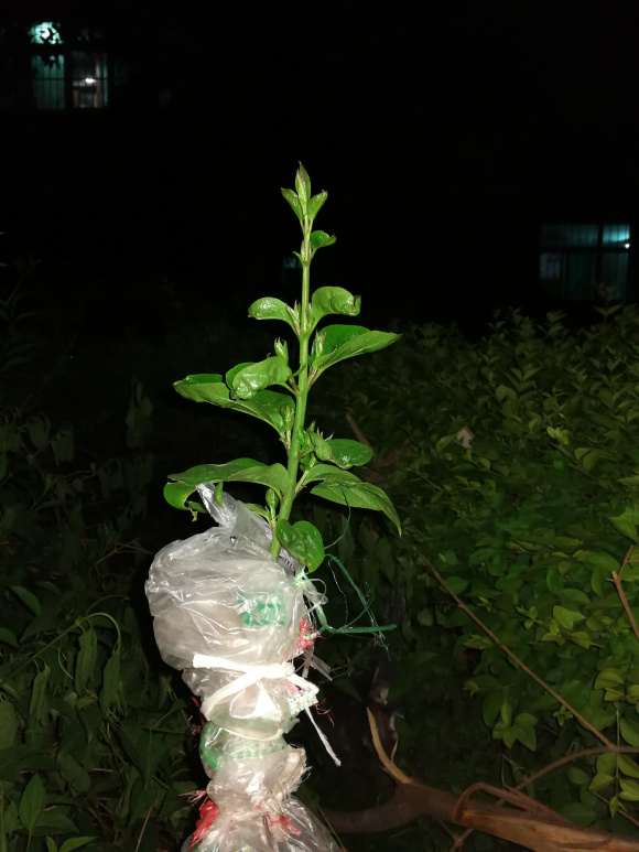 腊梅下山桩这个季节用什么肥 图片