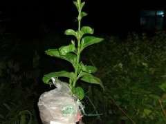 腊梅下山桩这个季节用什么肥 图片