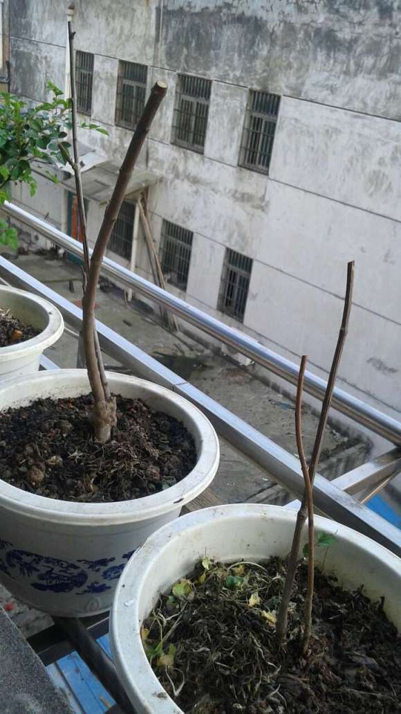 淘宝上买的腊梅下山桩 是不是假的 图片
