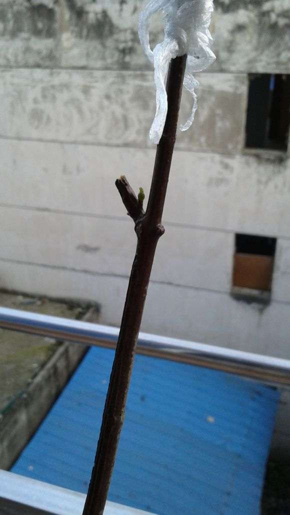 淘宝上买的腊梅下山桩 是不是假的 图片