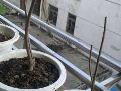 淘宝上买的腊梅下山桩 是不是假的 图片