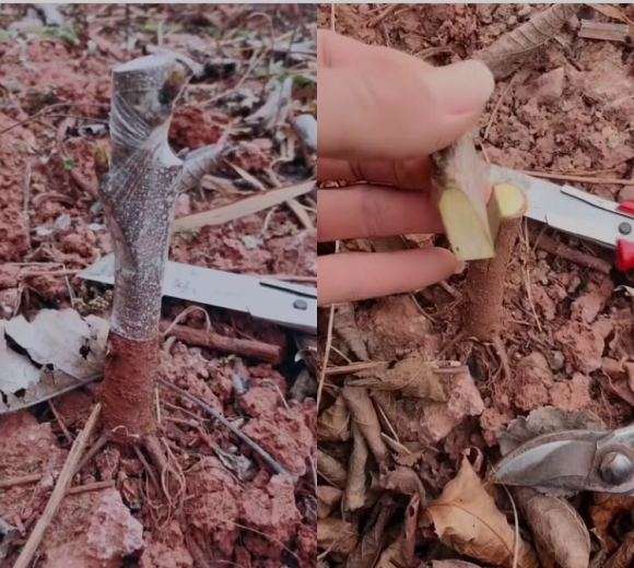 腊梅下山桩怎么切接的方法 图片