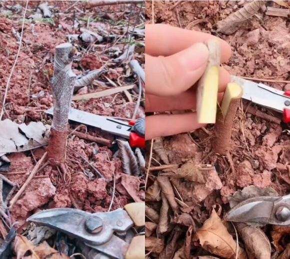 腊梅下山桩怎么切接的方法 图片