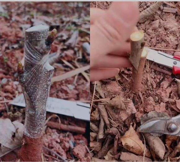 腊梅下山桩怎么切接的方法 图片