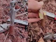 腊梅下山桩怎么切接的方法 图片