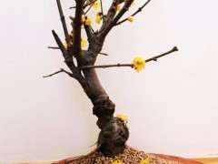 腊梅下山桩干了 是不是盆太浅的原因