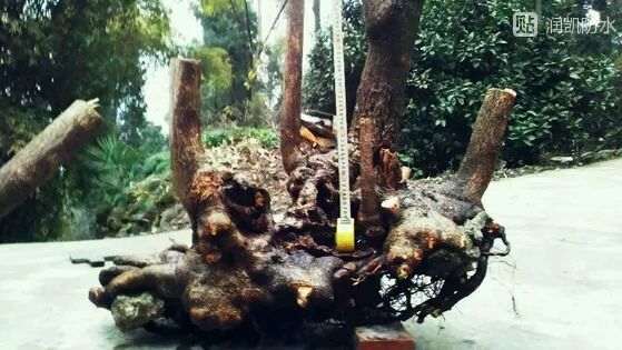 3颗腊梅下山桩 1千多块钱 怎么样 图片