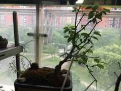 为什么腊梅下山桩的嫩芽会枯死 图片