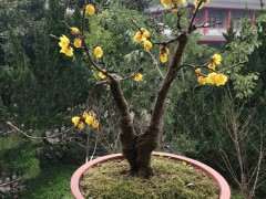 腊梅下山桩多少度可以放室内养 图片