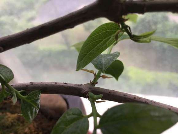 腊梅下山桩怎么修剪的方法 图片