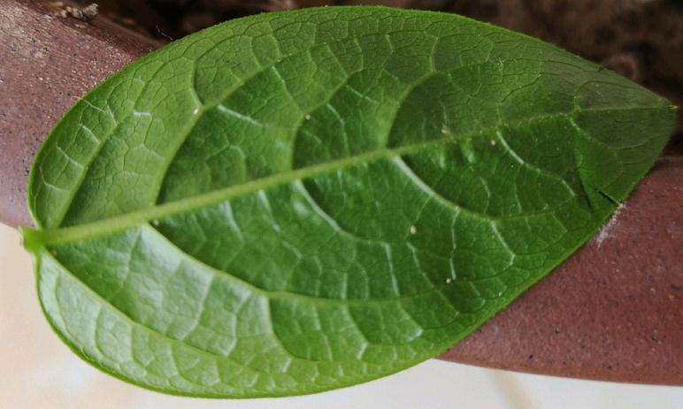 腊梅下山桩叶子上长了白色的小东西 图片