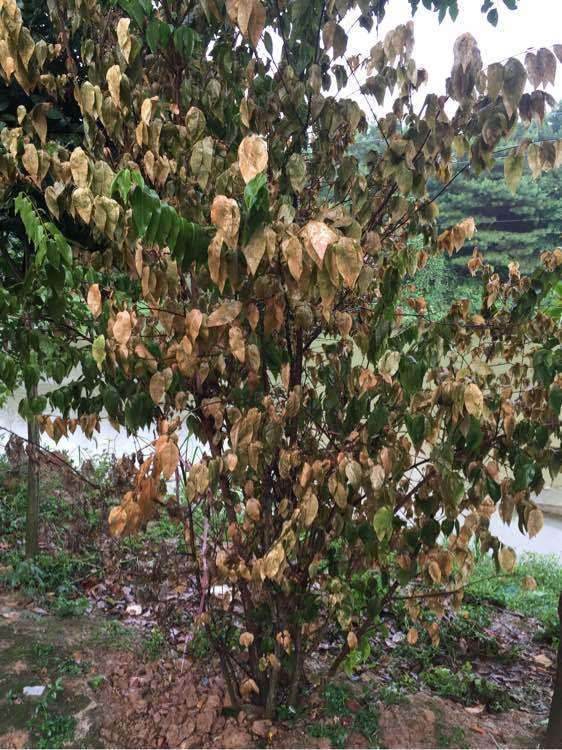 地栽腊梅下山桩 叶子突然枯萎 怎么办