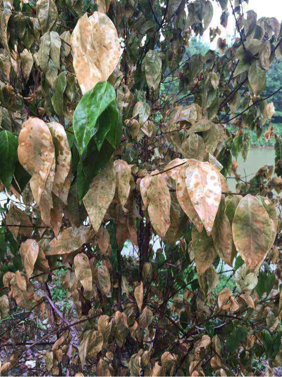 地栽腊梅下山桩 叶子突然枯萎 怎么办