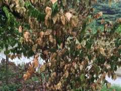 地栽腊梅下山桩 叶子突然枯萎 怎么办