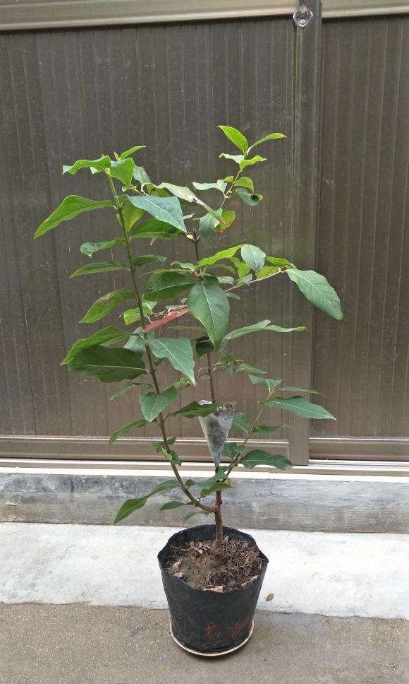 腊梅下山桩成功移栽成功了 怎么样 图片