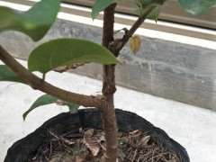 腊梅下山桩带花裸根栽得活吗 图片