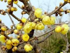 腊梅下山桩掉花苞是怎么回事 图片