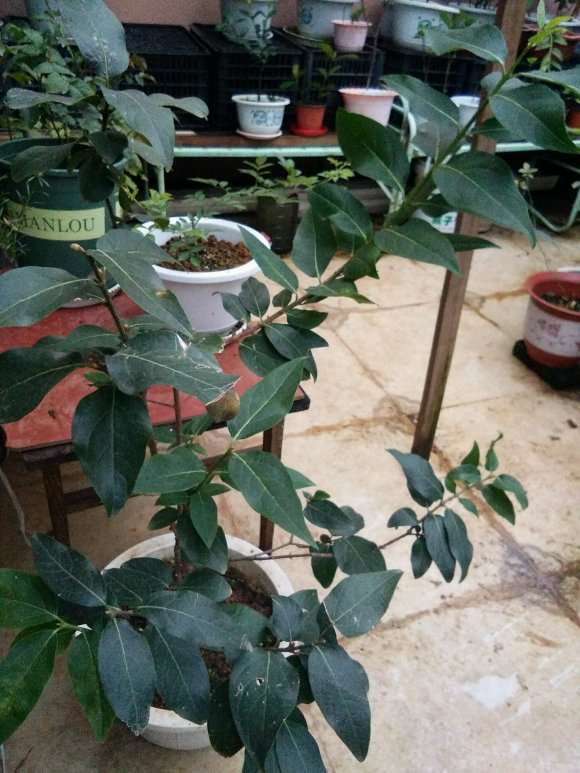 为什么腊梅下山桩需要遮阴 图片