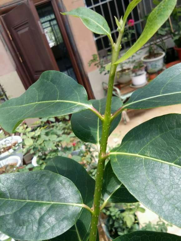 为什么腊梅下山桩需要遮阴 图片