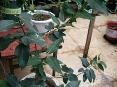 为什么腊梅下山桩需要遮阴 图片