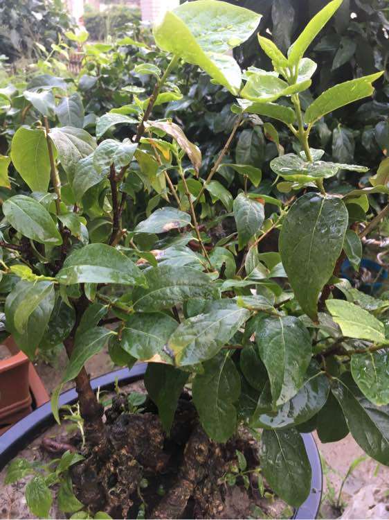 我的腊梅下山桩烂根了 枝条也干了  图片