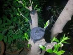 拆迁 要移栽腊梅下山桩 可以活吗 图片