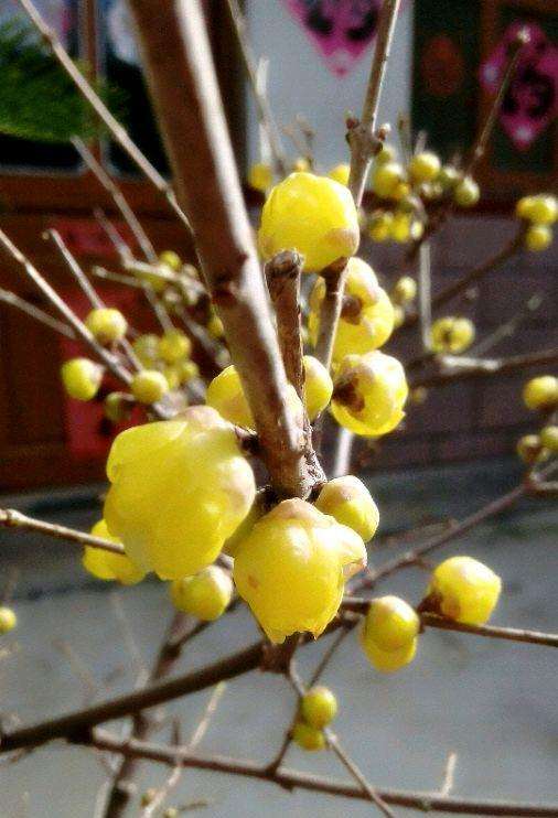 怎么让腊梅下山桩快开花的方法 图片