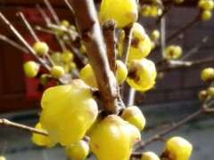 怎么让腊梅下山桩快开花的方法 图片