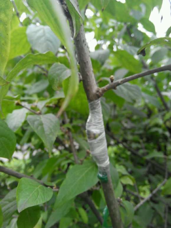 盆栽腊梅下山桩护心土如何处理 图片