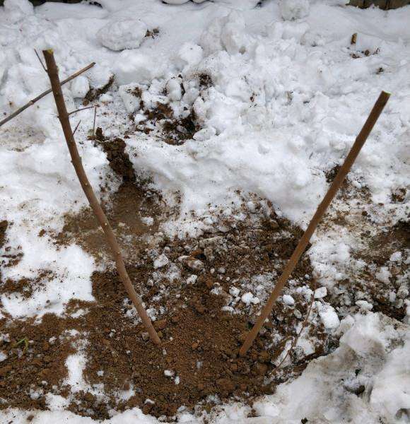 12月份种的腊梅下山桩 一直没动静